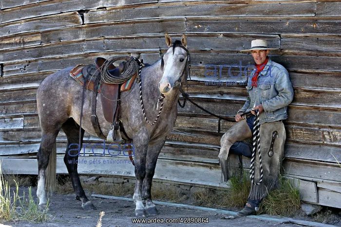 : Cattleman standing with Quarter / Paint Horse : Cattleman standing with Quarter / Paint Horse