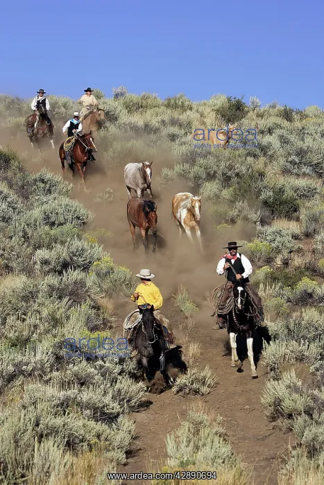 : Cattlemen herding Quarter / Paint Horses : Cattlemen herding Quarter / Paint Horses