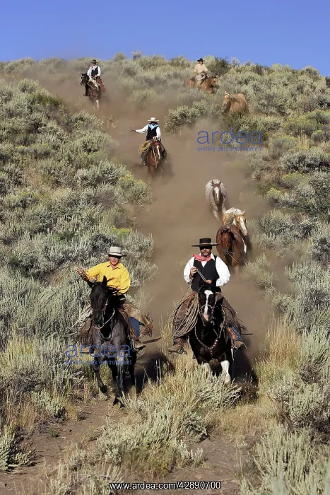 : Cattlemen herding Quarter / Paint Horses : Cattlemen herding Quarter / Paint Horses