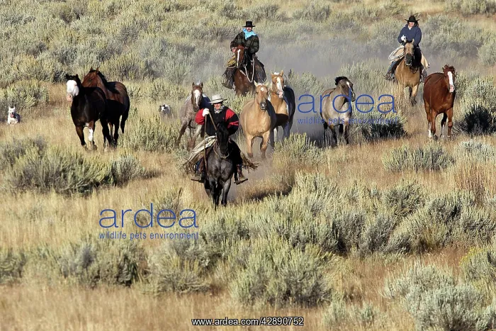 : Cattlemen herding Quarter / Paint Horses : Cattlemen herding Quarter / Paint Horses