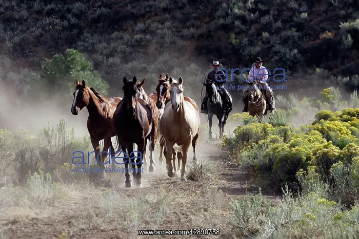 : Cattlemen herding Quarter / Paint Horses : Cattlemen herding Quarter / Paint Horses