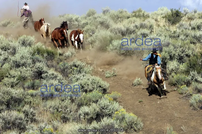 : Cattlemen herding Quarter / Paint Horses : Cattlemen herding Quarter / Paint Horses