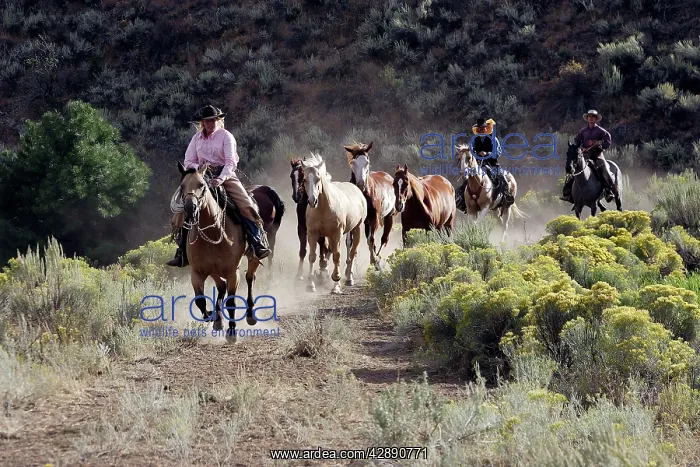 : Cattlemen herding Quarter / Paint Horses : Cattlemen herding Quarter / Paint Horses