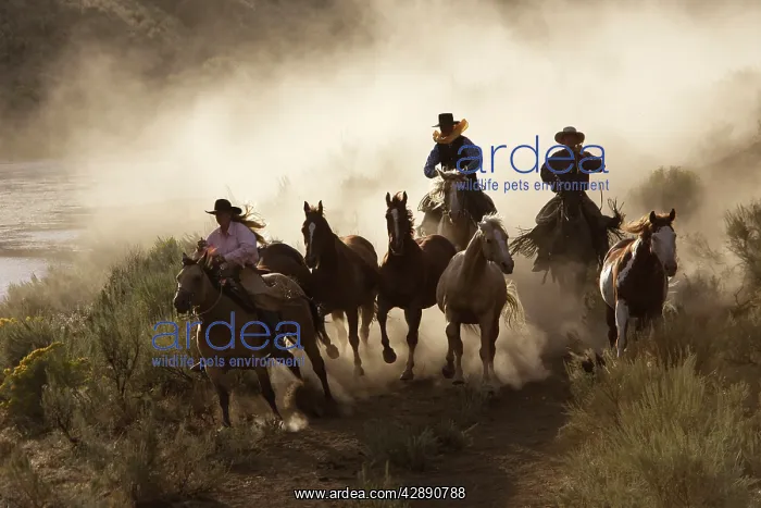 : Cattlemen herding Quarter / Paint Horses : Cattlemen herding Quarter / Paint Horses