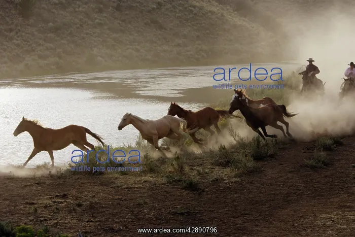 : Cattlemen herding Quarter / Paint Horses : Cattlemen herding Quarter / Paint Horses