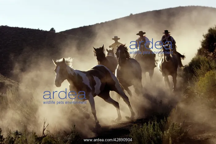 : Cattlemen herding Quarter / Paint Horses : Cattlemen herding Quarter / Paint Horses