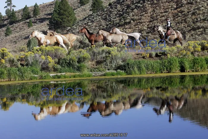 : Cattlemen herding Quarter / Paint Horses : Cattlemen herding Quarter / Paint Horses