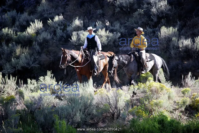  : Cattlemen riding Quarter  /  Paint Horse