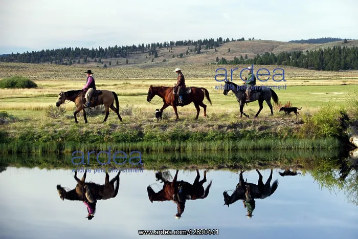 : Cattlemen riding Quarter / Paint Horse : Cattlemen riding Quarter / Paint Horse
