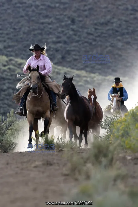 : Cattlemen riding Quarter / Paint Horse : Cattlemen riding Quarter / Paint Horse