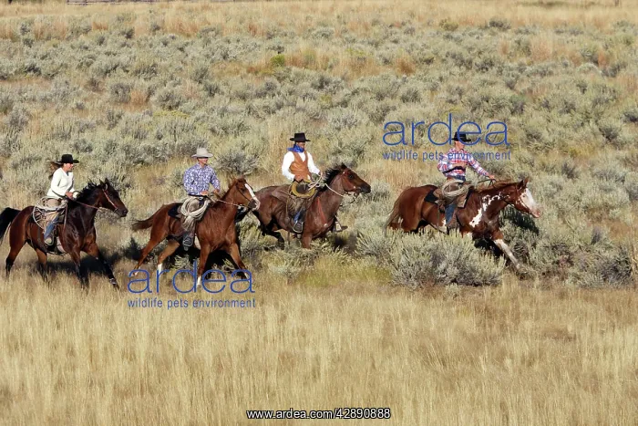 : Cattlemen riding Quarter / Paint Horse : Cattlemen riding Quarter / Paint Horse