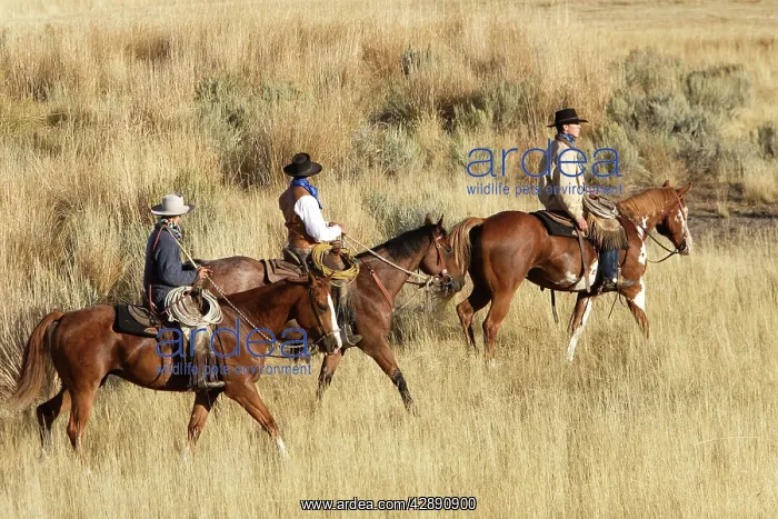 : Cattlemen riding Quarter / Paint Horse : Cattlemen riding Quarter / Paint Horse