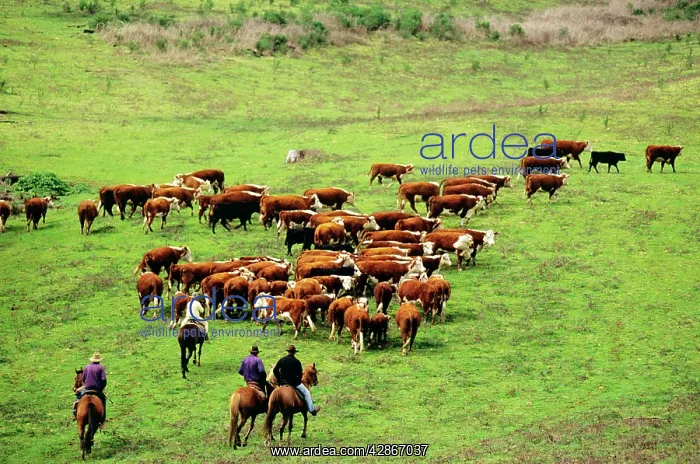 : Cattlemen rounding up cattle for branding : Cattlemen rounding up cattle for branding