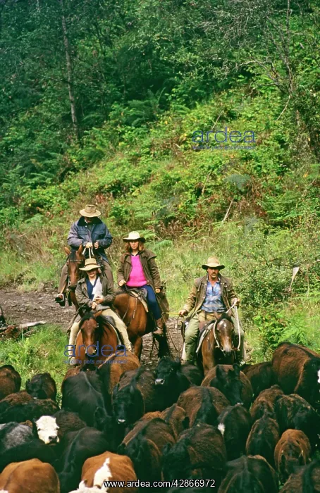 : Cattlemen taking cattle to the High Plains for : Cattlemen taking cattle to the High Plains for