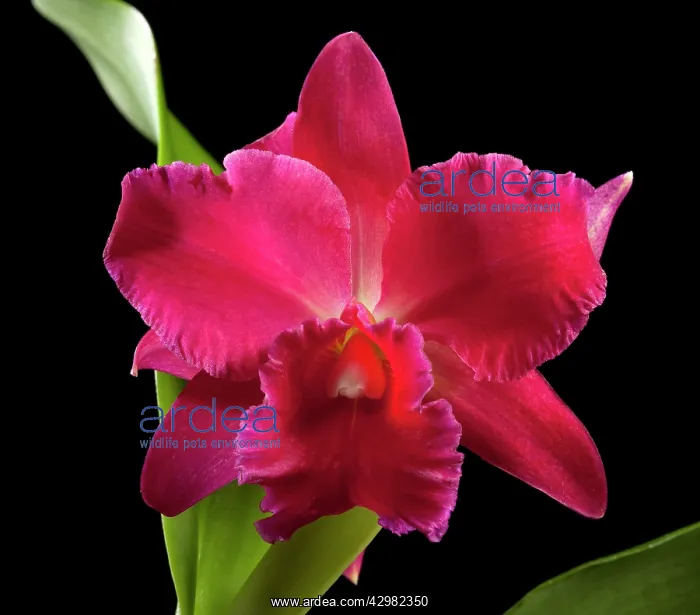 : Cattleya - Orchid : Cattleya - Orchid