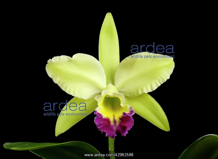: Cattleya - Orchid : Cattleya - Orchid