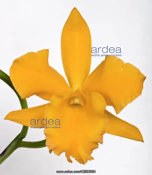 : Cattleya Orchid : Cattleya Orchid