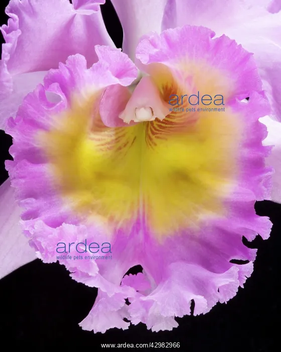 : Cattleya Orchid - Cattleya hybrid - Detail of the labellum : Cattleya Orchid - Cattleya hybrid - Detail of the labellum