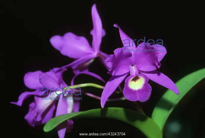: Cattleya Orchid, (Cattleya skinneri), National : Cattleya Orchid, (Cattleya skinneri), National