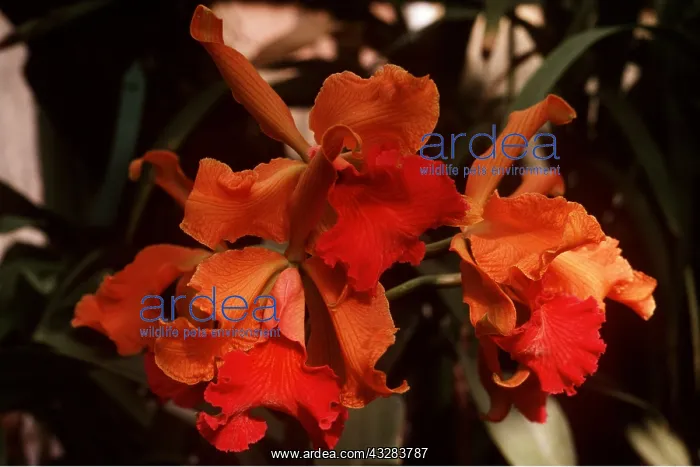 : CATTLEYA ORCHID - orange flowers : CATTLEYA ORCHID - orange flowers