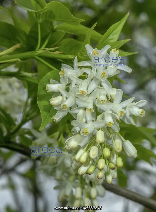 : Caucasian bladdernut, Staphylea colchica, in flo : Caucasian bladdernut, Staphylea colchica, in flo