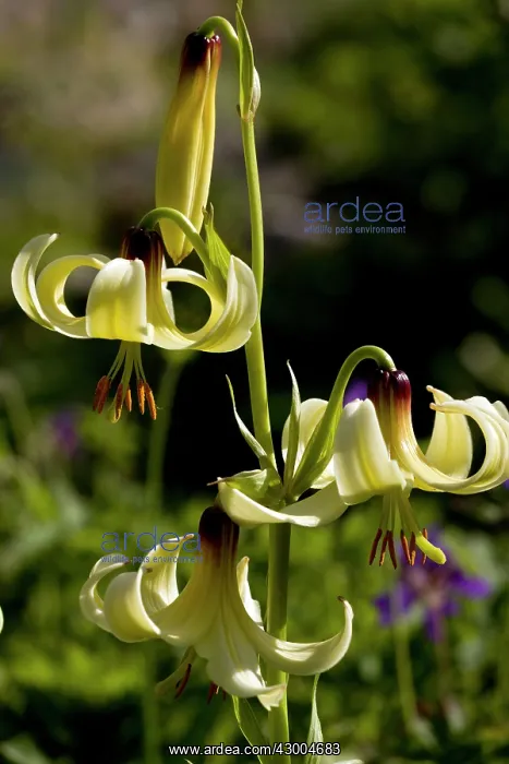  : Caucasian Lily