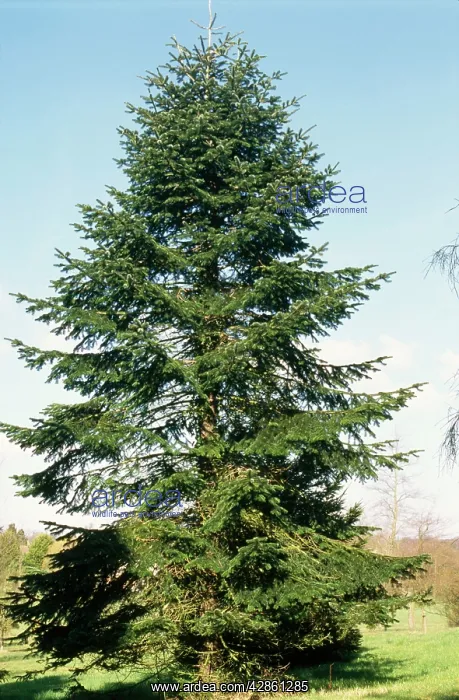 : Caucasian / Nordmann's FIR : Caucasian / Nordmann's FIR