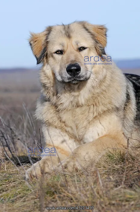 : Caucasian Ovcharka, female, sitting : Caucasian Ovcharka, female, sitting