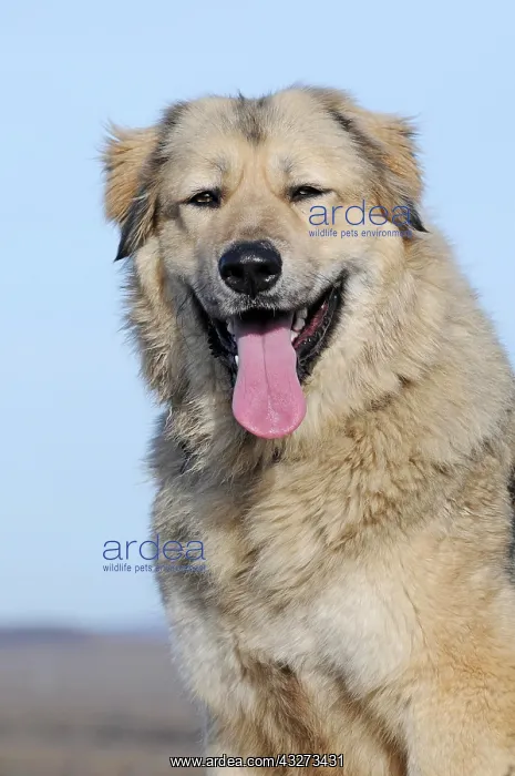 : Caucasian Ovcharka, female, sitting, with tongue : Caucasian Ovcharka, female, sitting, with tongue