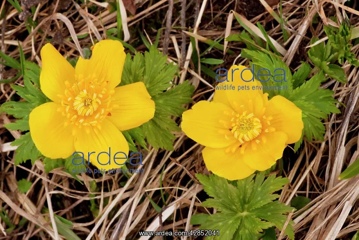  : Caucasus Globe Flower