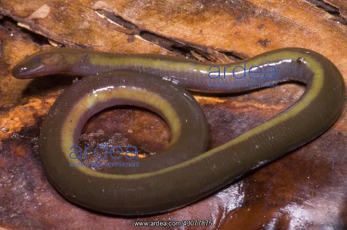 : Caudacaecilia Asplenia : Caudacaecilia Asplenia