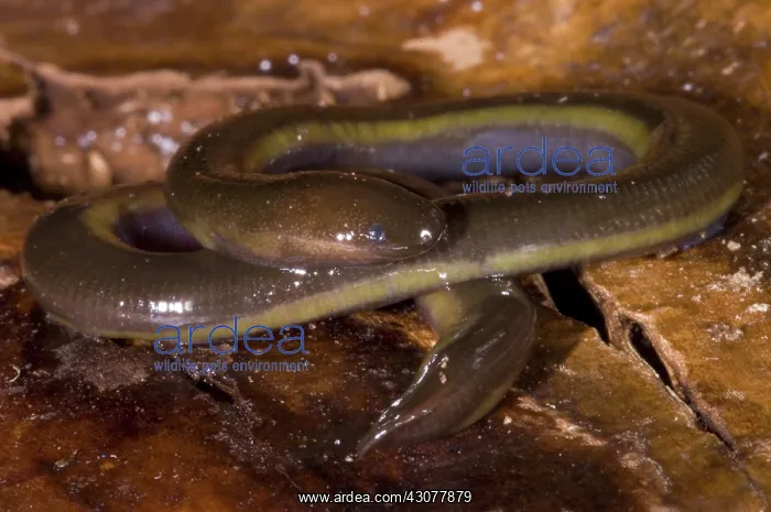 : Caudacaecilia Asplenia : Caudacaecilia Asplenia