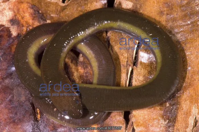 : Caudacaecilia Asplenia : Caudacaecilia Asplenia