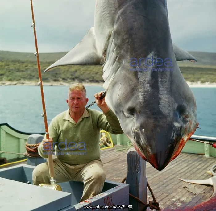 : Caught SHARK - Great White / White / White Pointer SHARK : Caught SHARK - Great White / White / White Pointer SHARK