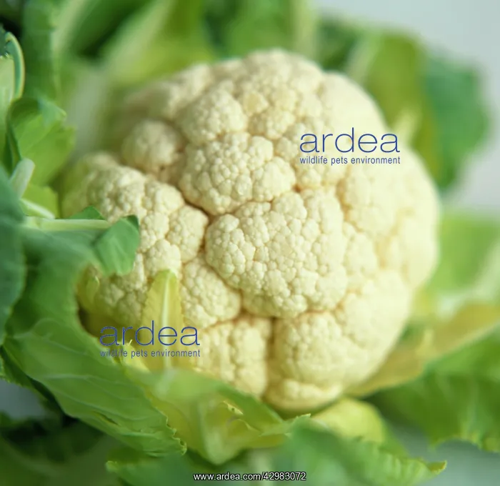 : Cauliflower : Cauliflower