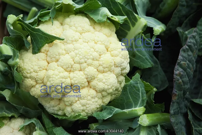 : Cauliflower : Cauliflower