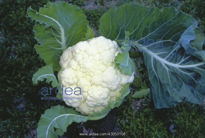 : Cauliflower : Cauliflower
