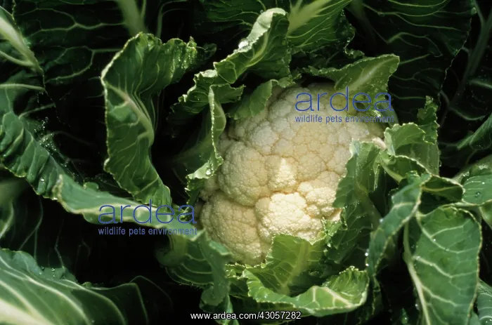 : Cauliflower : Cauliflower
