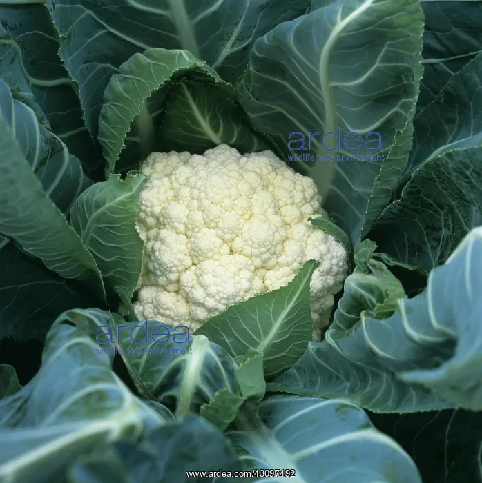 : Cauliflower : Cauliflower