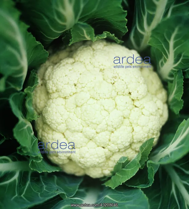 : Cauliflower : Cauliflower