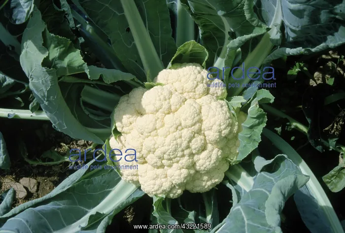 : Cauliflower : Cauliflower