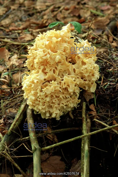 : Cauliflower / Brain Fungus : Cauliflower / Brain Fungus