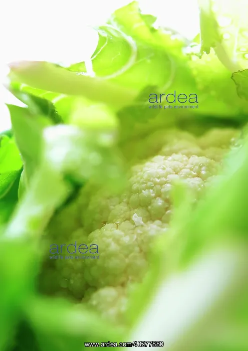  : Cauliflower, Brassica oleracea botrytis, Green subject