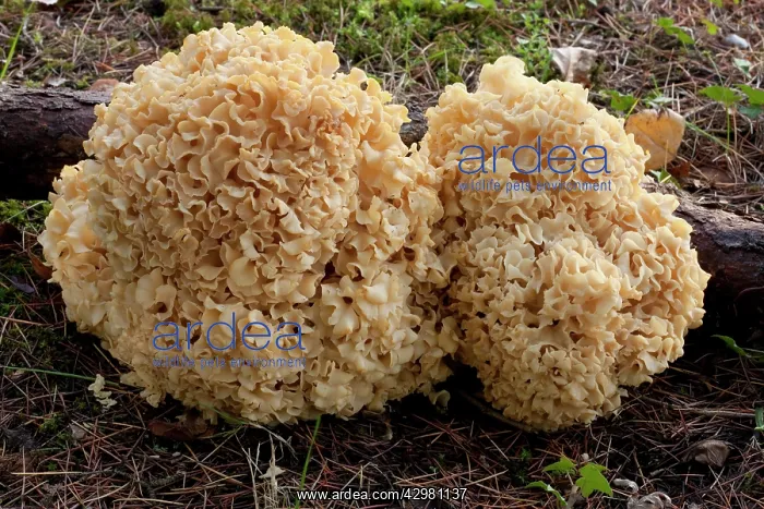 : Cauliflower Mushroom : Cauliflower Mushroom