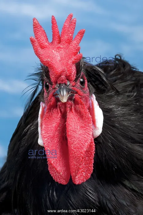  : Caumont Chicken Cockerel