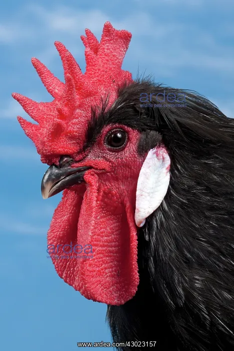 : Caumont Chicken Cockerel
