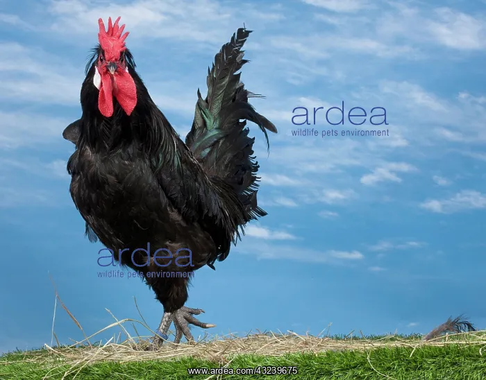  : Caumont Chicken Cockerel
