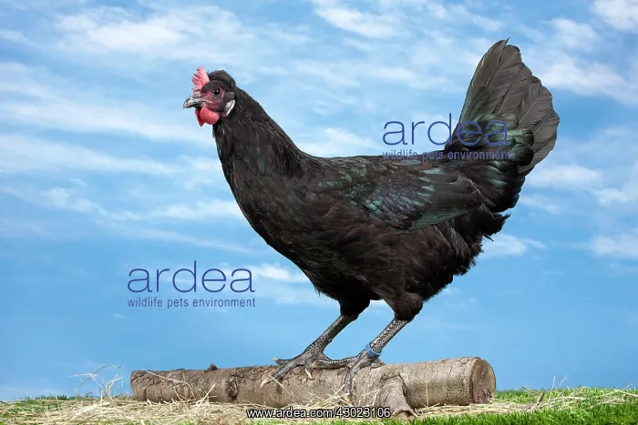 : Caumont Chicken hen : Caumont Chicken hen