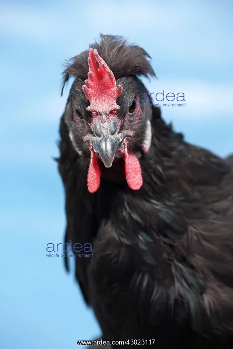  : Caumont Chicken hen