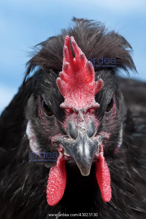  : Caumont Chicken hen